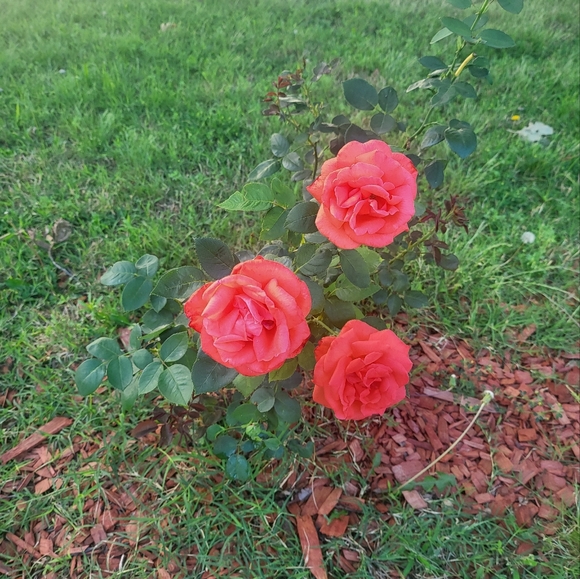 Meet your Posher, Ruger's Boutique 🐕🌿 - Picture 6 of 9